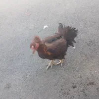 مرغ لاری