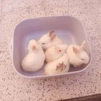 بچه خرگوش لوپ ناز و کوچولو