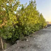 فروش قطعات ۵۰۰ متری سنددار داخل مجموعه