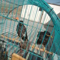 یک جفت مرغ مینا خوش رخ و خوش صدا|پرنده|کرمانشاه, |دیوار