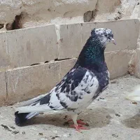 حیوون حیوون بازی