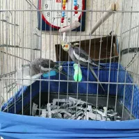 عروس هلندی نژاد آلپینو قیمت مناسب|پرنده|شاهین‌شهر, فردوسی|دیوار