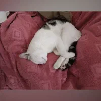 گربه گمشده|گربه|یاسوج, |دیوار