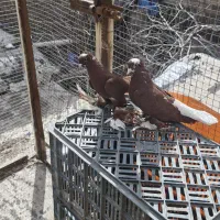 کبوتر ...|پرنده|تبریز, |دیوار