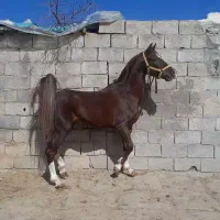 نریون سواری دار