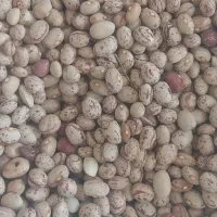 لوبیا چیتی|خوردنی و آشامیدنی|سردشت, |دیوار