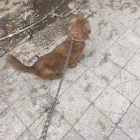 فروش|سگ|بم, |دیوار