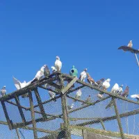 کبوتر پرشی|پرنده|لشت نشا, |دیوار