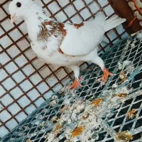 کبوتر پشت دار|پرنده|شاهین دژ, |دیوار