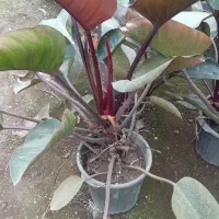 گل فیلودندرون بزرگ