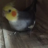 فروش عروس هلندی|پرنده|قائم‌شهر, |دیوار