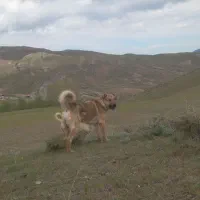 سگ گله|سگ|هوراند, |دیوار