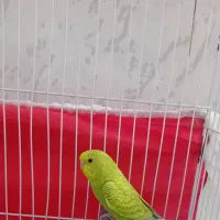 ۴عدد مرغ عشق جوان سالم وسرحال