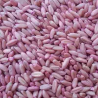 گندم سفید آذر ۲