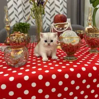 بریتیش سیلور