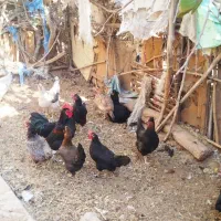 مرغ تخم گذار