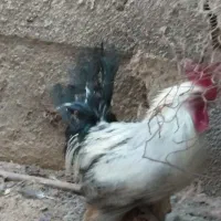 مرغ و خروس امسالی چاق تخم مرغ هم می کنند