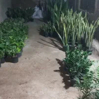 گل و گیاه طبیعی|گل و گیاه طبیعی|خرمشهر, |دیوار