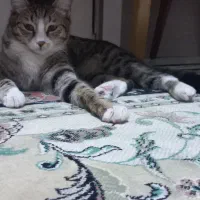 واگذاری گربه dsh|گربه|تهران, کیانشهر|دیوار