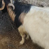 ساورین|حیوانات مزرعه|چرداول, |دیوار