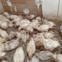 جوجه بوقلمون بیوتی گوشتی|حیوانات مزرعه|بهشهر, |دیوار