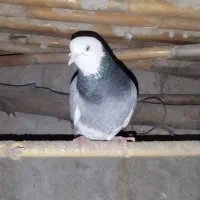 غریب گیری شازده|حیوانات|دلند, |دیوار