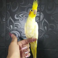 عروسک لوتینو دستی