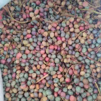 بنه سبز تازه|خوردنی و آشامیدنی|شیراز, تاچارا|دیوار