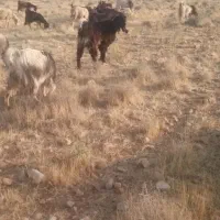 کهره نر سالم|حیوانات مزرعه|شیراز, شاهچراغ|دیوار