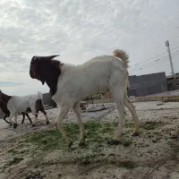 بز نر افغانی|حیوانات مزرعه|بندر ماهشهر, |دیوار