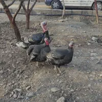 بوقلمون