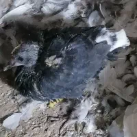 کفتر|پرنده|قائن, |دیوار