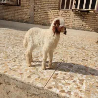 بره نر گاو گاومیش بز قوچ بز|حیوانات مزرعه|حمیدیه, |دیوار