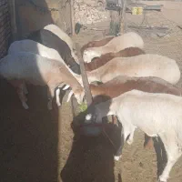 بره ماده چینی قندوزی