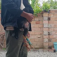 خروس لاری اصیل