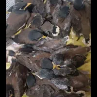 جوجه مرغ مینا