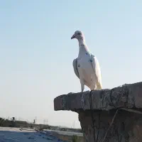 دورگ