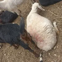 گوسفند قربانی