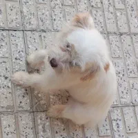 پاپی با ادب|سگ|فارسان, |دیوار