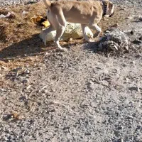 توله ۱۴ ماه بسیار خوشتیپ وگلگی بشرت گله .رم تاز.