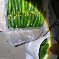 خیار تازه گلخانه مشهد|خوردنی و آشامیدنی|مشهد, ویلاشهر|دیوار