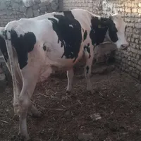 گاو شیری درشت|حیوانات مزرعه|تربت جام, معدآباد|دیوار