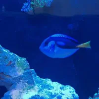 فروش آکواریوم آبشور