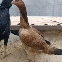 تخم مرغ لاری اوشامو|حیوانات مزرعه|بجنورد, |دیوار