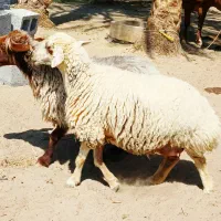 جفت کاور شیرازی  بختیاری ابستن سنگین