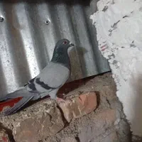 کفتر