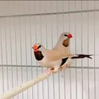 فنچ کرواتی زبرا انگلیسی هاف اورنج پک مکمل پرندگان