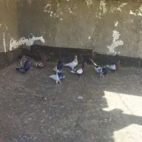 کبوتر|پرنده|چناران, |دیوار