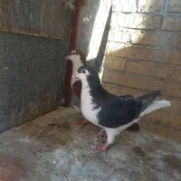 کفتر اصفهانی.ساده.شهری