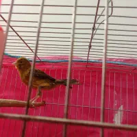 قناری نر وماده